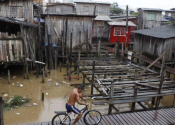 Árvores de mentira em um país de faz de conta